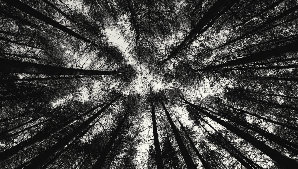 Black and white photograph looking up through the trees of Newmillerdam