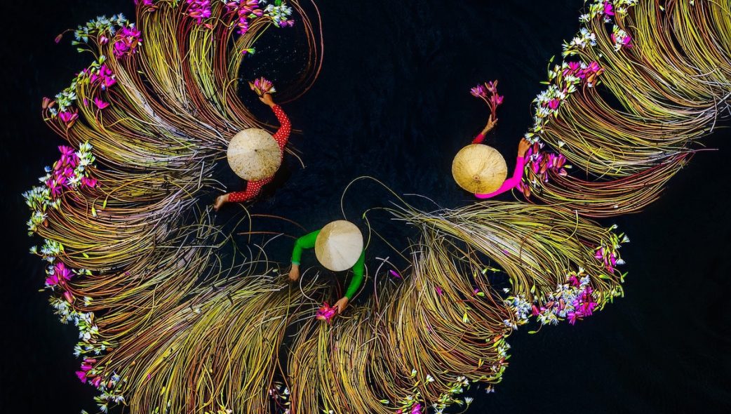 trung huy pham water lily harvest