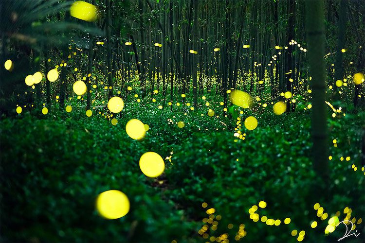 japan fireflies usadadanuki