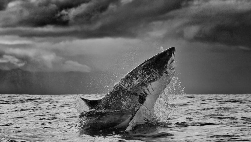 chris fallows shark photography
