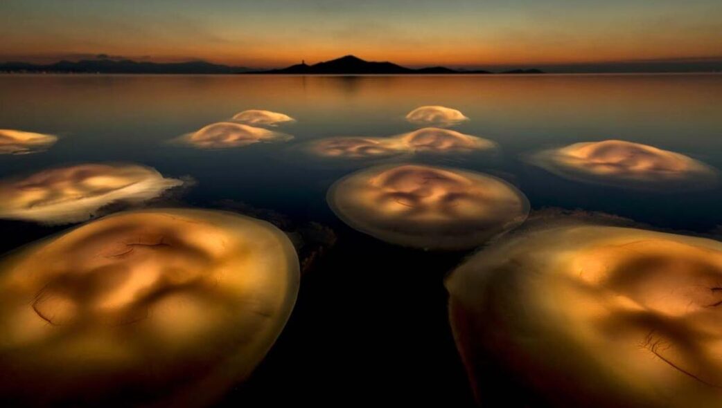 “Medusa Ballet” by Angel Fitor. Winner, European Wildlife Photographer of the Year.