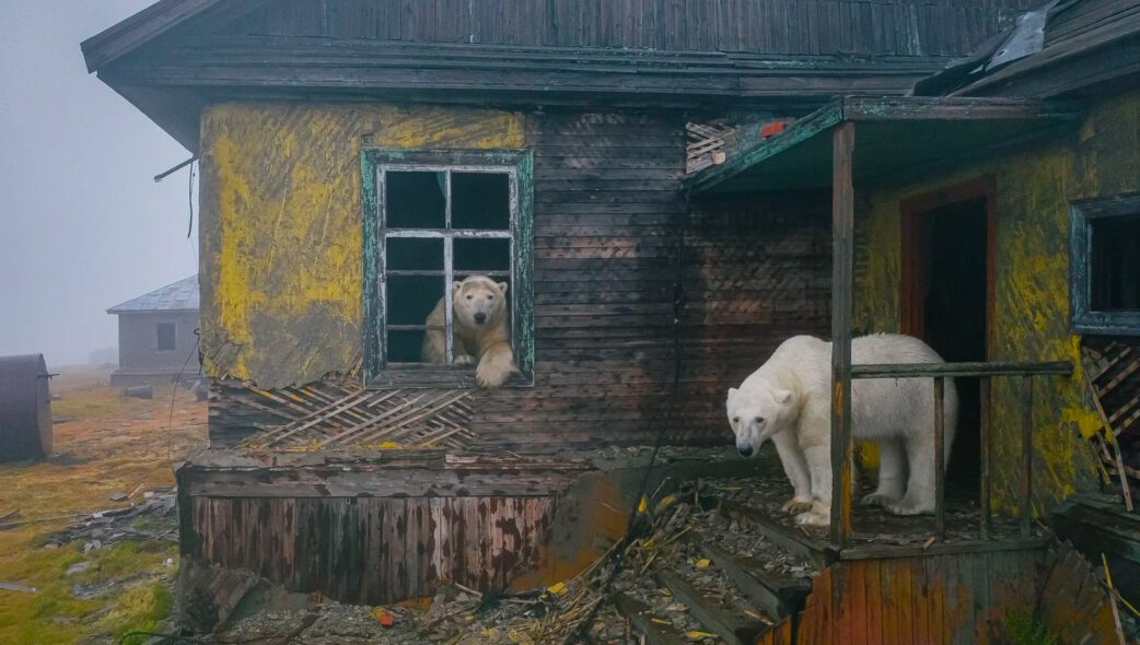 polar bears in abandoned buildings by dmitry kokh