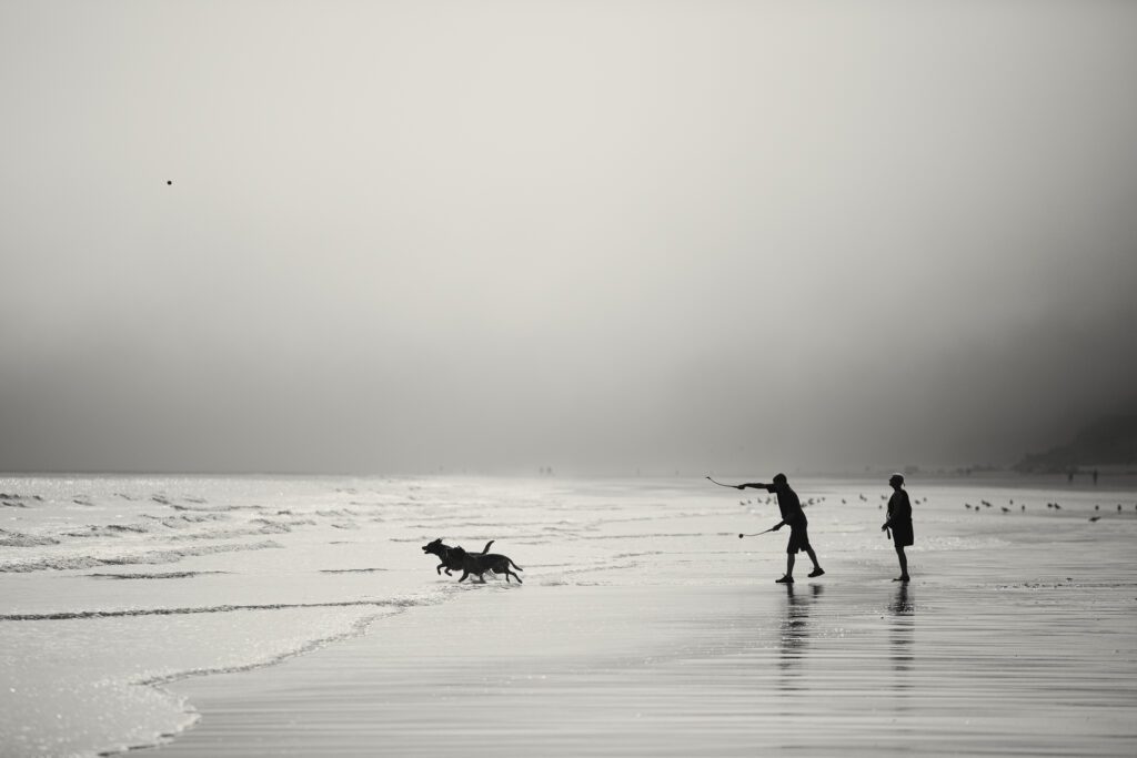 Dramatic silhouette of a man throwing a ball to his dogs on the Filey coastline