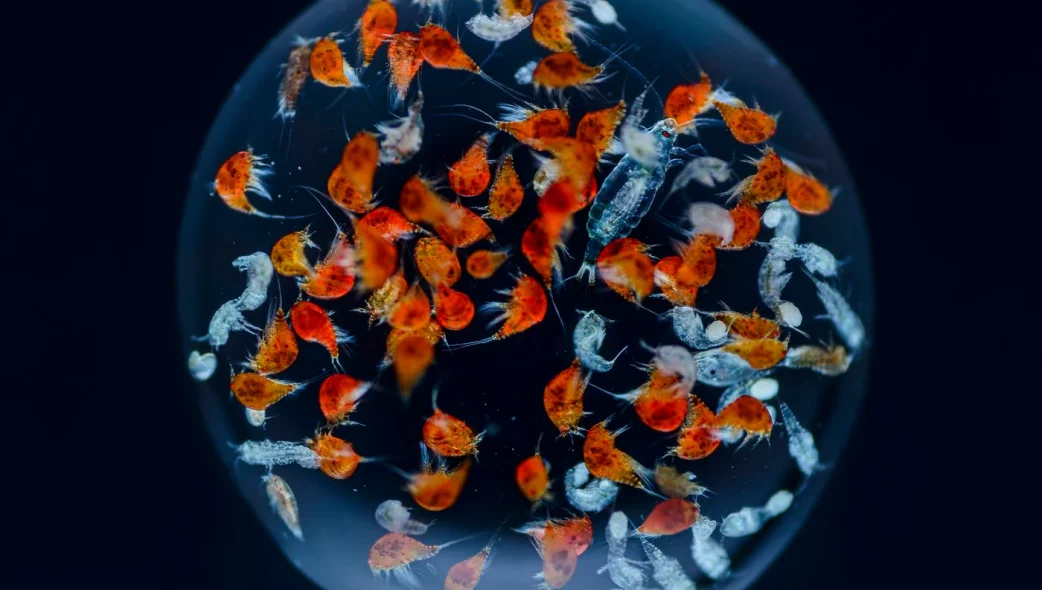 smithsonian seadrops