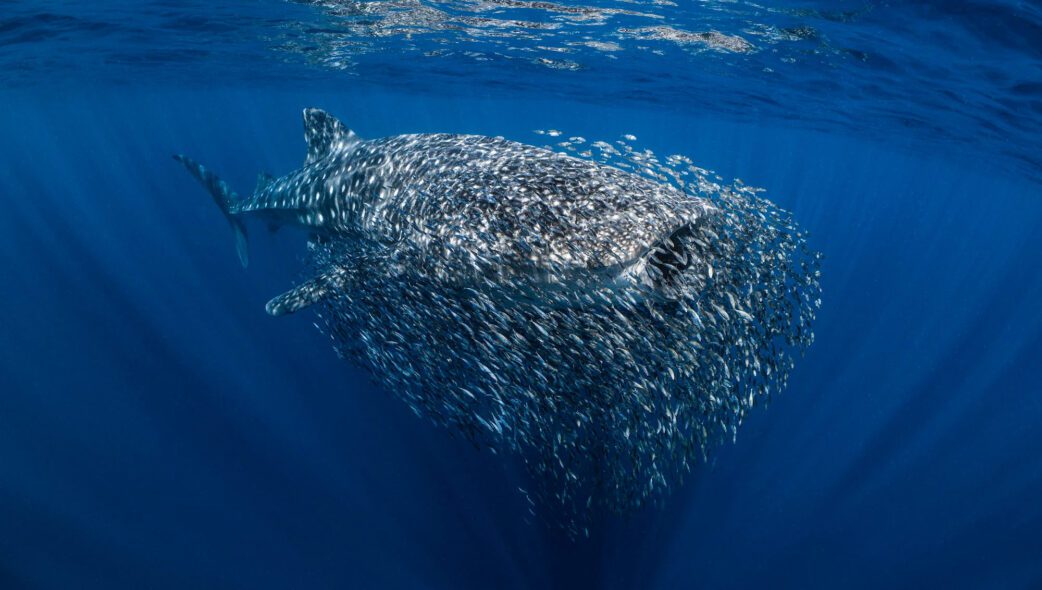 the swarm ollie clarke