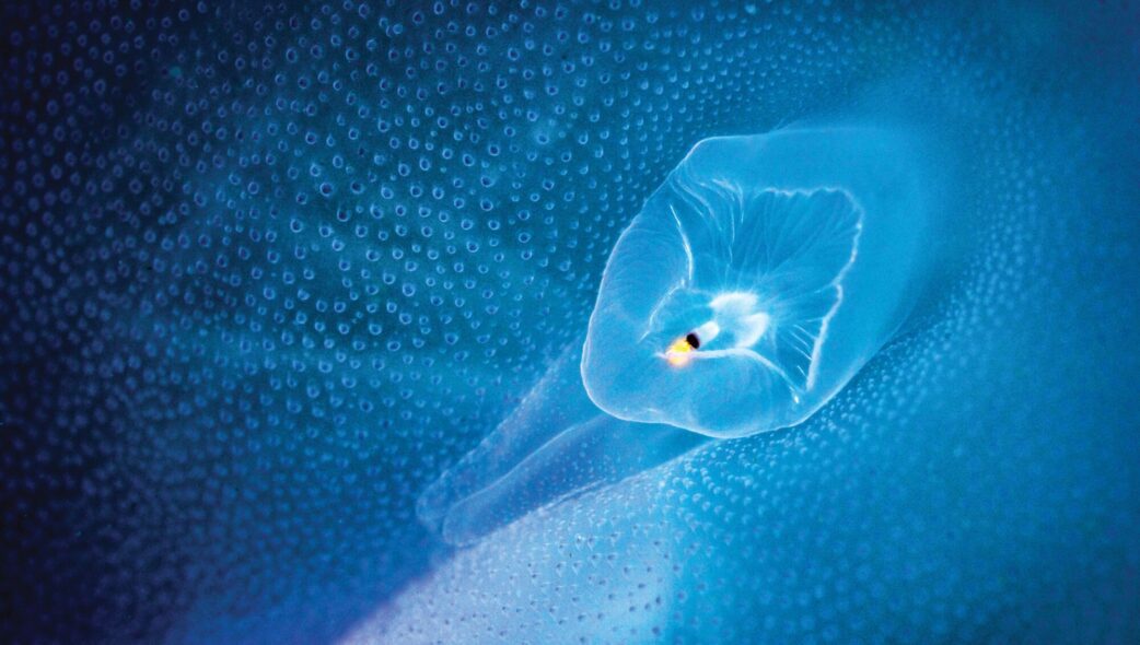 rhopalia jellyfish