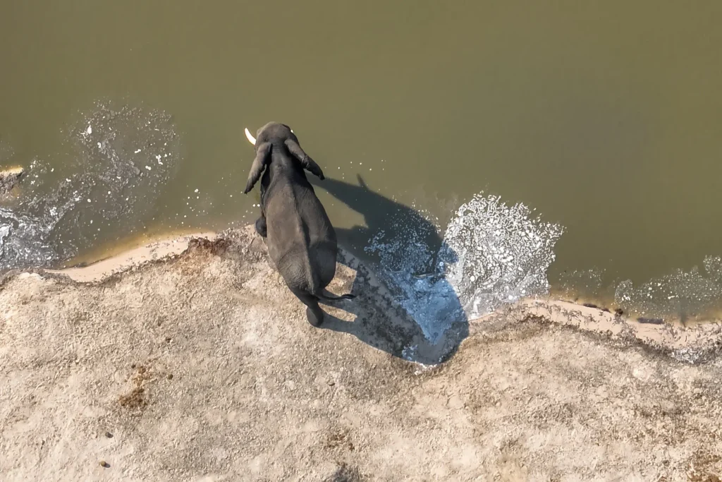 A NatureEye drone's view of an elephant at the Elephant Sands conservation area in Botswana © NatureEye