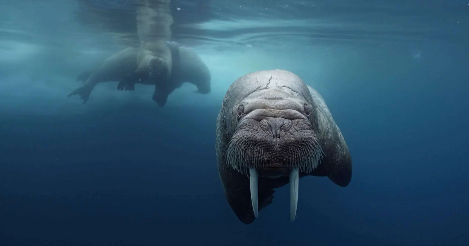Underwater drone photography