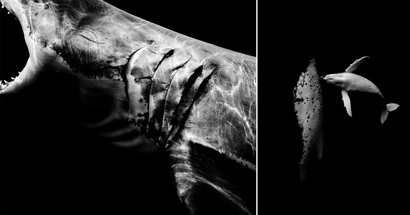 Shadow & Light Monthly #76 - Simon Wiffen Photography & Film