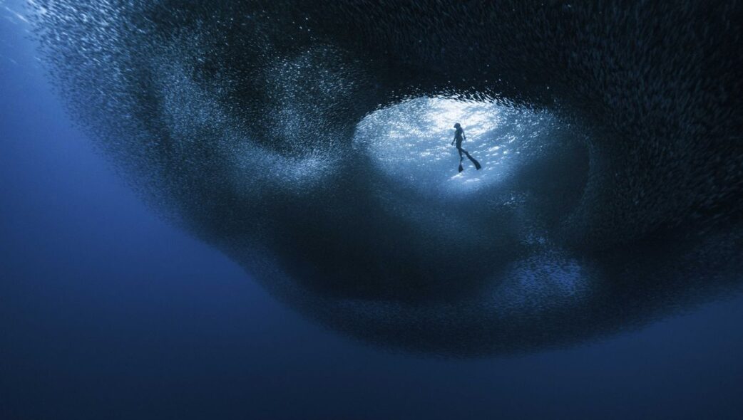 sardines