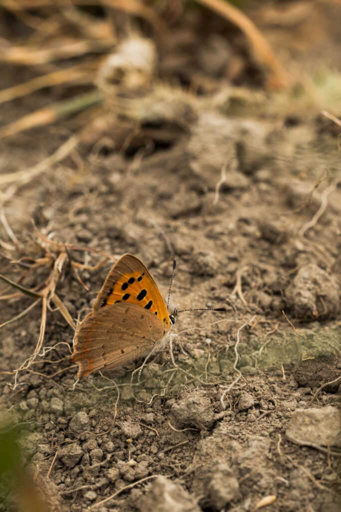 Simon Wiffen Photography 1610