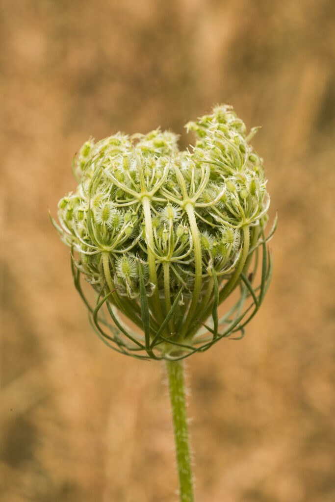 Simon Wiffen Photography 1623