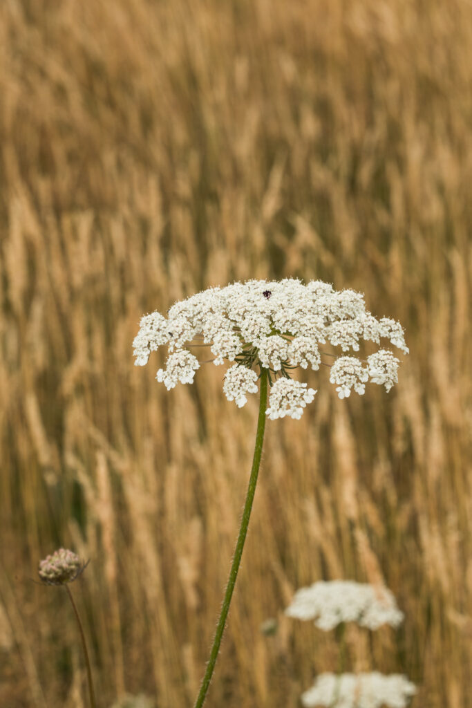 Simon Wiffen Photography 1650