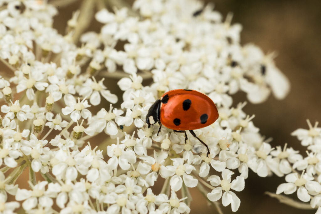 Big Butterfly Count and Wildlife Walk as part of Leeds Wild Spaces Project
