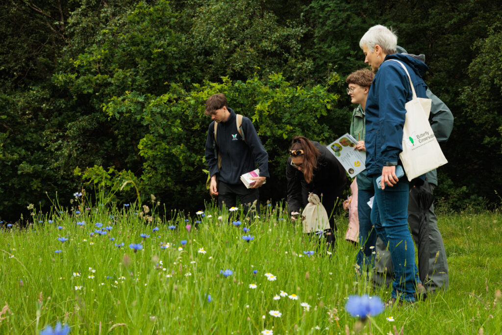 Wild Flower and Insect Identification as part of the Leeds Wild Spaces Project